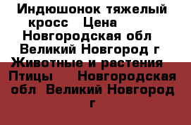 Индюшонок тяжелый кросс › Цена ­ 450 - Новгородская обл., Великий Новгород г. Животные и растения » Птицы   . Новгородская обл.,Великий Новгород г.